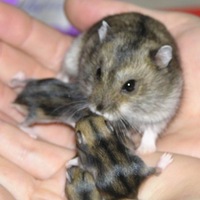 Марина-Викторовна Иванова