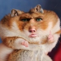 Кира Хомяк