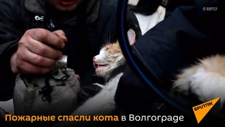 Пожарные откачивали кошку, спасенную из пожара в Волгограде