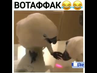 Вотаффак