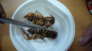 личинка креветки. полу рак полу. полурак полузуй. полурак полух. полу рак полу.