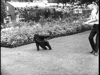 Baby Gorilla (1968)