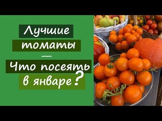 Лучшие томаты. Что посеять в январе?
