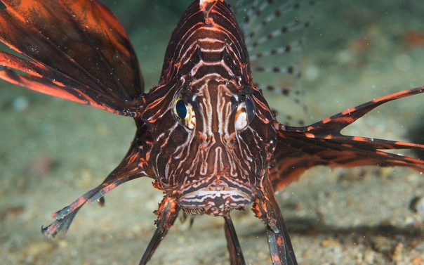 рыба с рогом. рыба лось. морской лось. лось плывет. морской лось.
