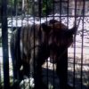 Аватар: Александр Меченый