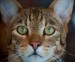 Maffy Fluffy фотография #27 (источник - https://vk.com/id9250020)