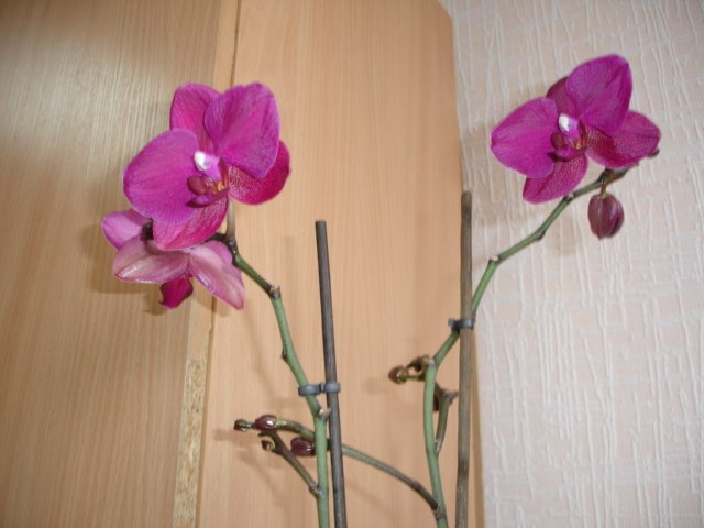 Валентина Косикова | Симферополь