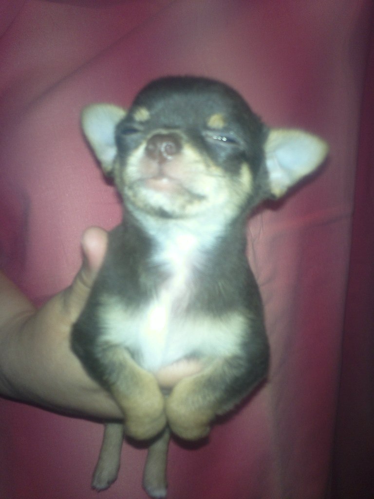 Александра Богатырева Белка | Екатеринбург