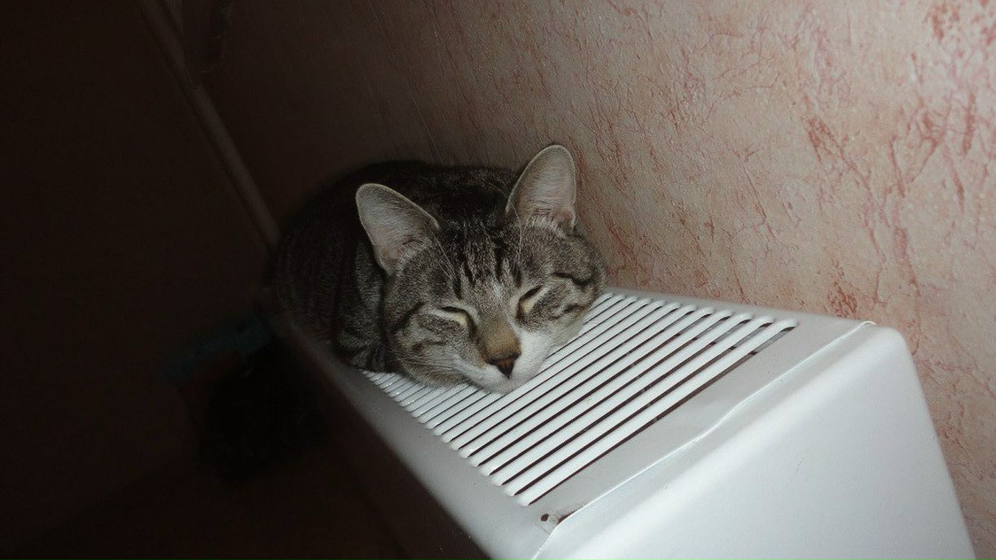 Екатерина Степыгина | Санкт-Петербург