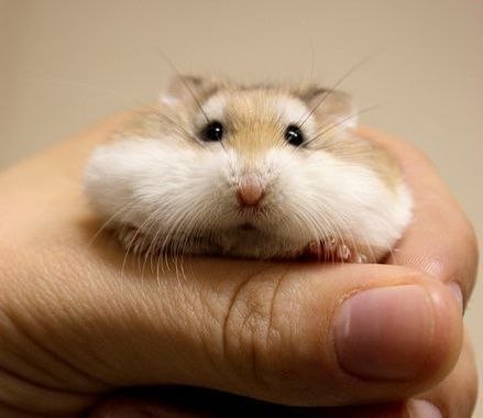 Юлія Сергійчук | Вараш / Кузнецовск