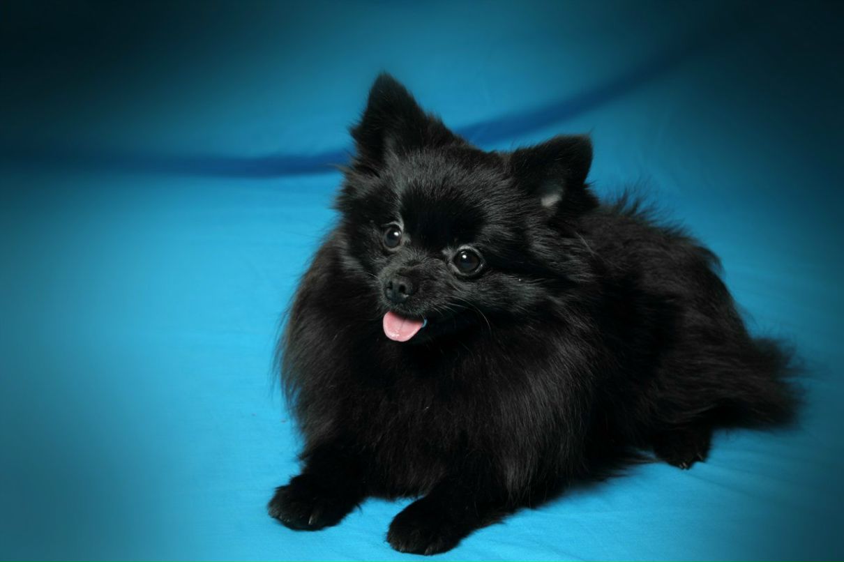 Ладимир Авксентьев | Москва