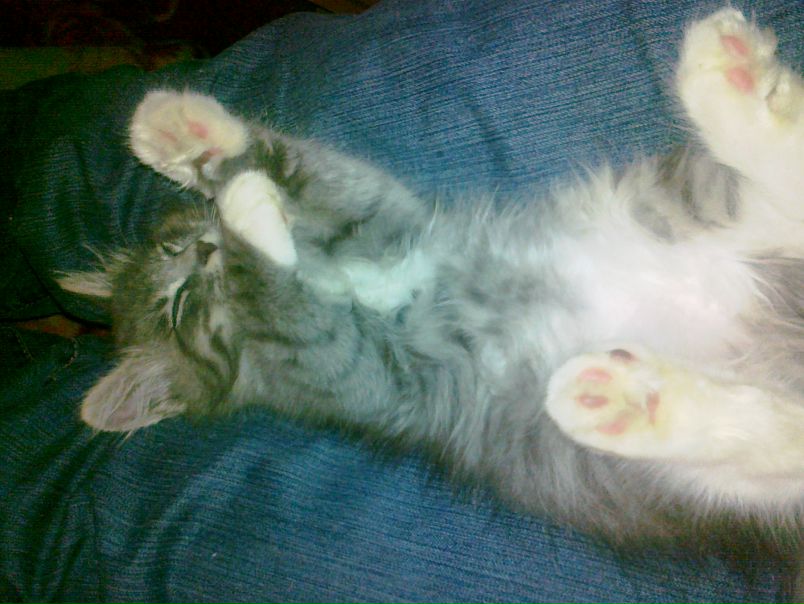 №12, Александр Сизов, 48 лет, Гатчина №12, Александр Сизов, 48 лет, Гатчина