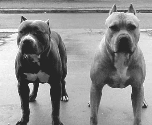 Алекс Живица | Красноярск