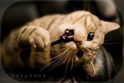 Сергей Иванов | Краснодар