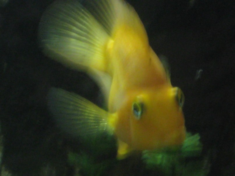 Лариса Смирнова | Дзержинск