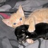 Фотография Картинки Котяток-И-Щенят