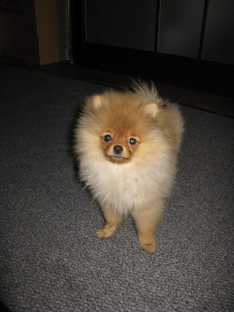 Диана Пикулина | Санкт-Петербург