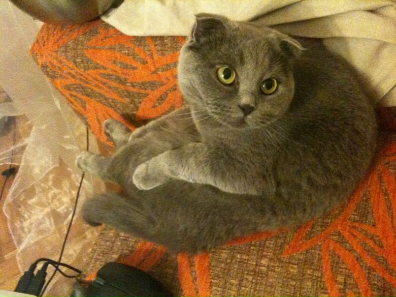 №88, Дарья Елисеева, Valencia №88, Дарья Елисеева, Valencia