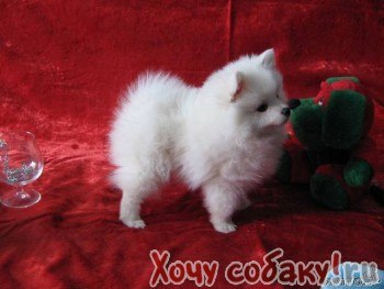 Элеанора Новикова | Москва