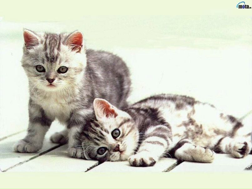 №22, Ирусик Вященко №22, Ирусик Вященко