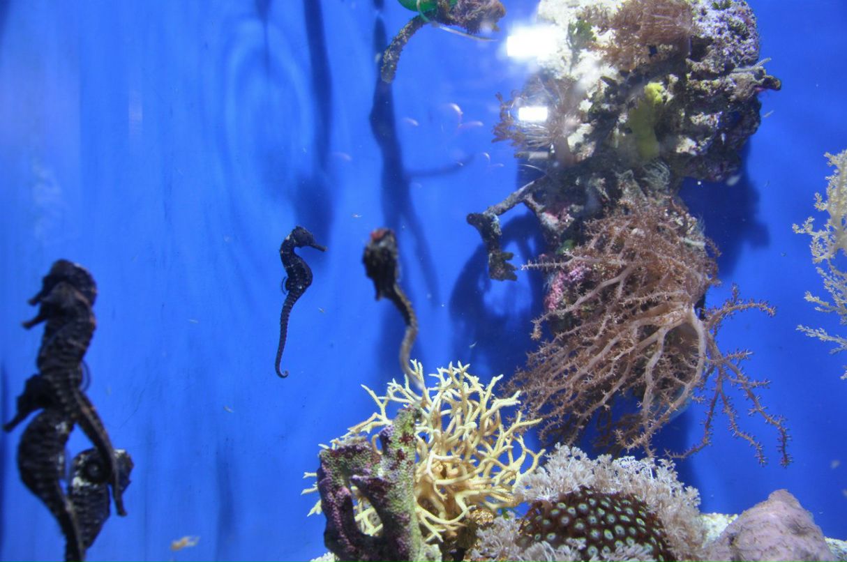 Ольга Асина | 