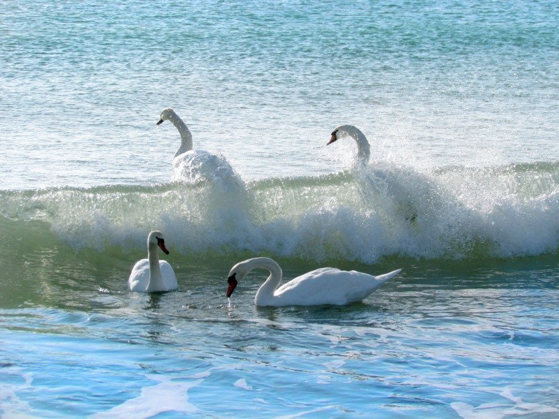Лёха Деев | Штормовое