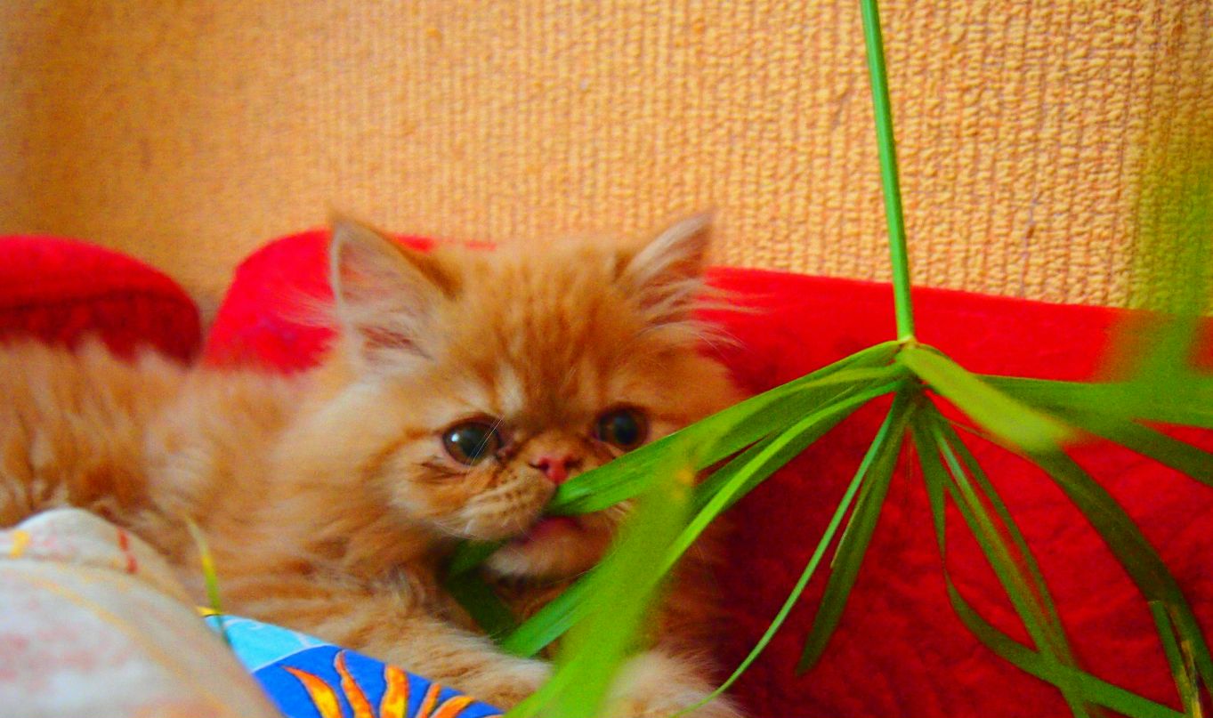 Евгения Ахметшина | Набережные Челны