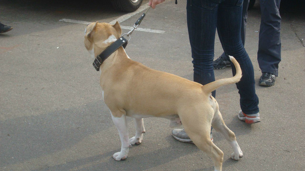 Александр Лозовой | Киев