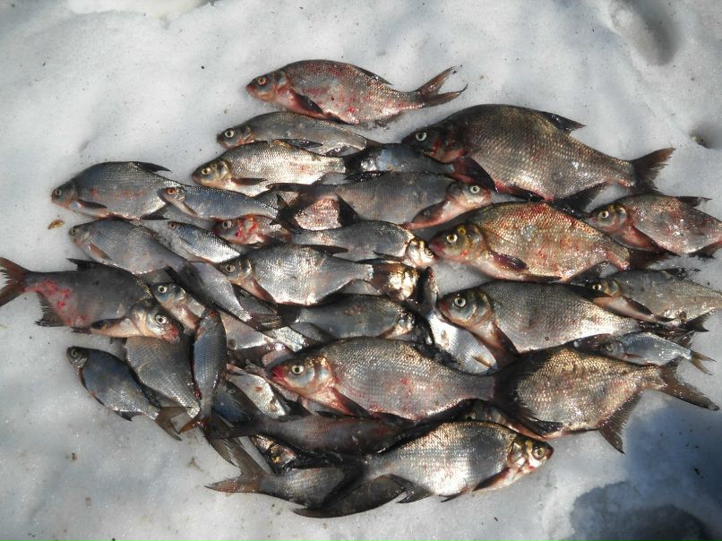 Алексей Шелепнев | 