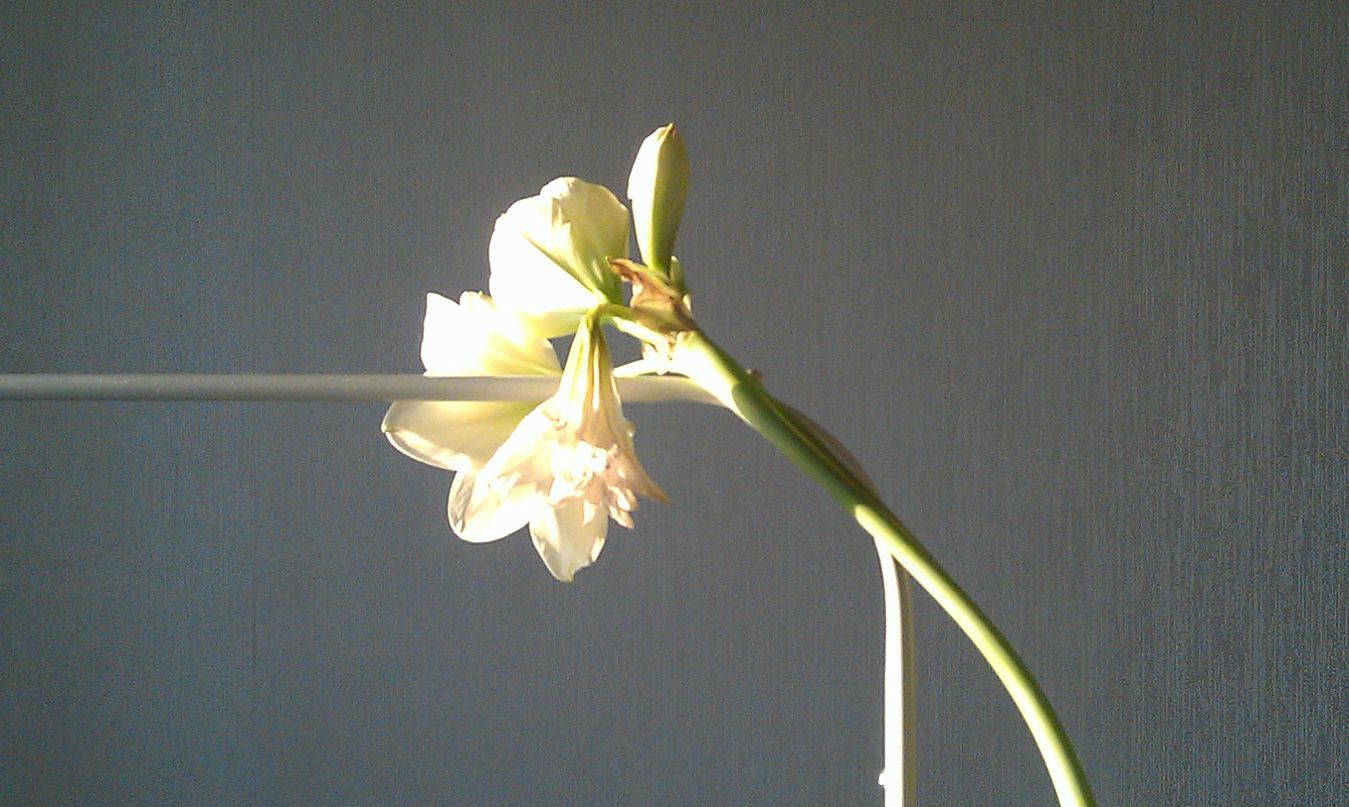 Янка Александрова Smilie | Cancún