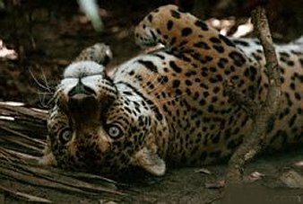 Юлия Козинец | 