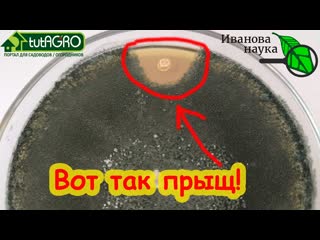ВО КАКОЙ ПРЫЩ ВЫСКОЧИЛ... на ТРИХОДЕРМЕ! Дружба метаризиума и боверии. Всё для любознательных.