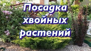 Посадка хвойных для новичков. Ошибки при посадке хвойного растения.