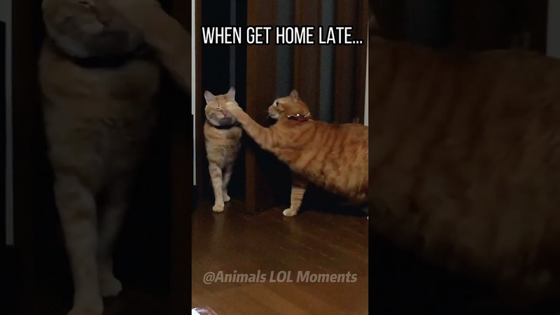 Cats FUNNY Life That Makes You Laugh , Animals LOL Moments, funnyanimals, funnycats,