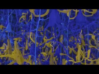 Astrocytes, Oligodendrocytes, Microglia, and Neurons.