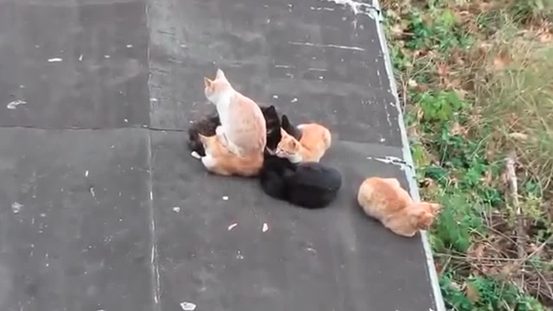Выправление позвоночника