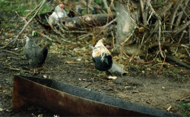 Софья Бельская |