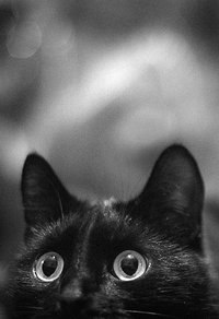 Алексей Лис | Белгород