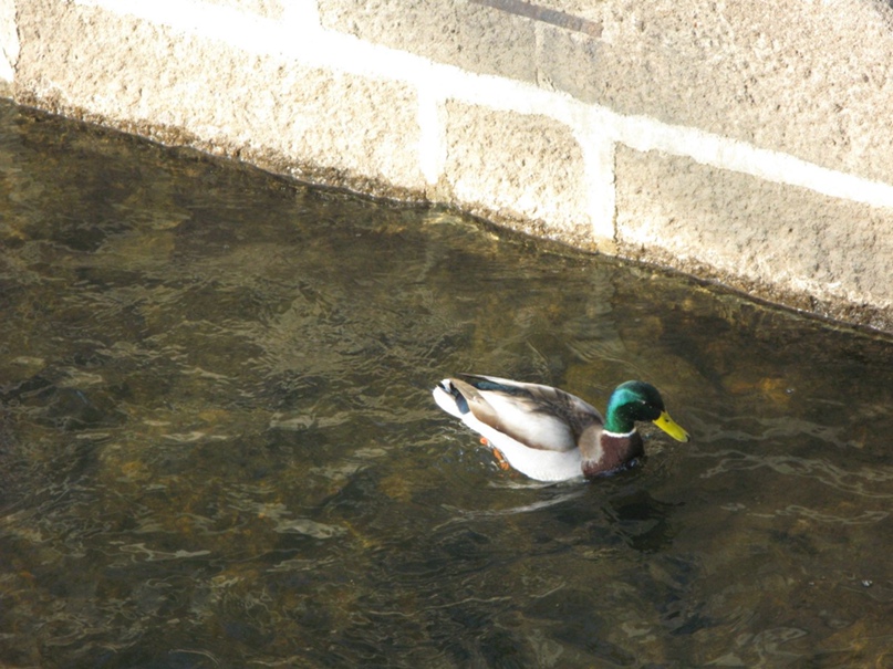 Людмила Пасечник | Санкт-Петербург