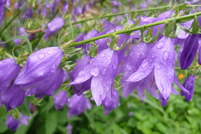 Ольга Зорина | Кулебаки