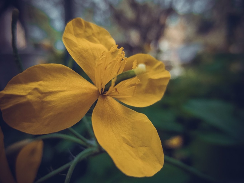 Иван Хоролец |