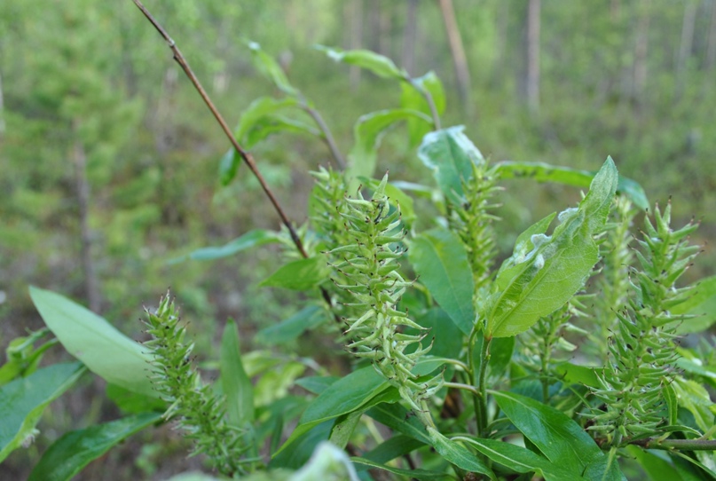 Сергей Воронцов |