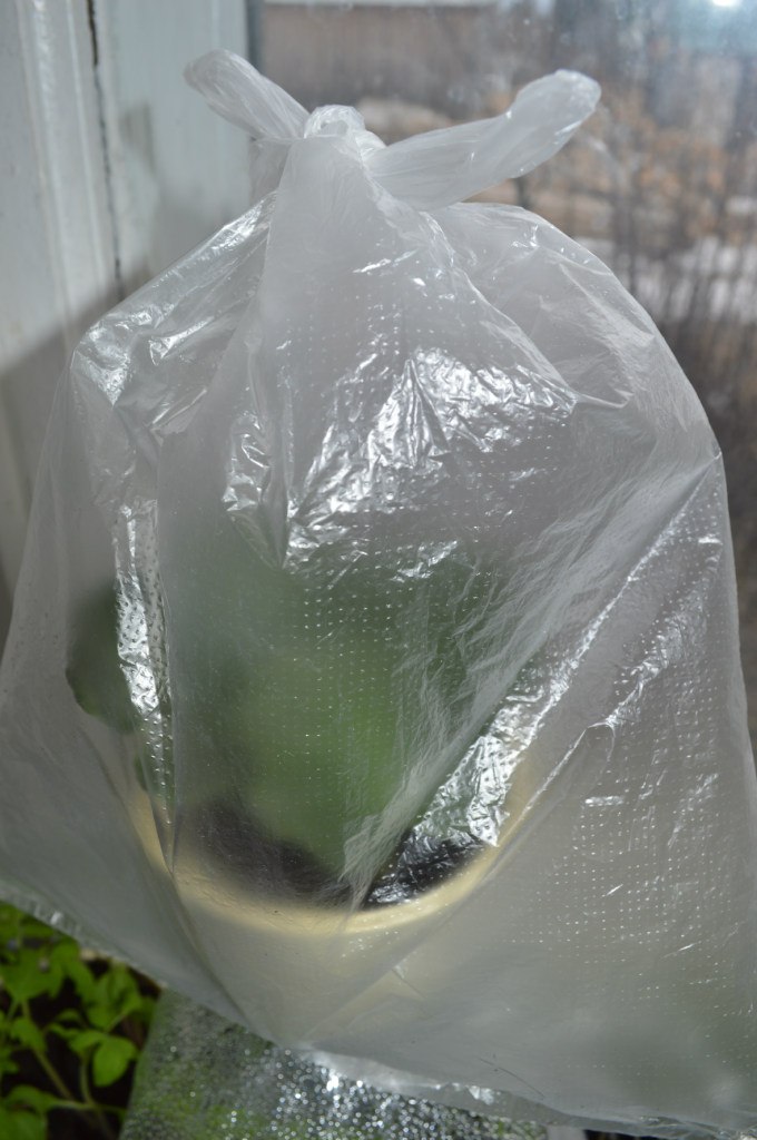 Светлана Шибаева | Оксовский