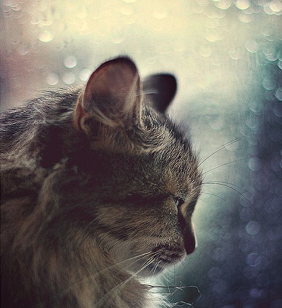 Александр Пучков | Отрадное