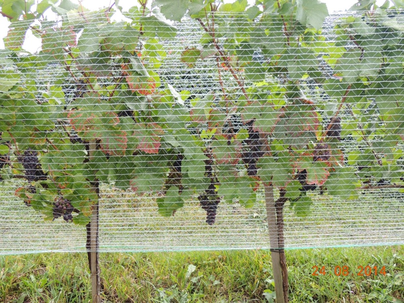 Надежда Рыжая | Киров