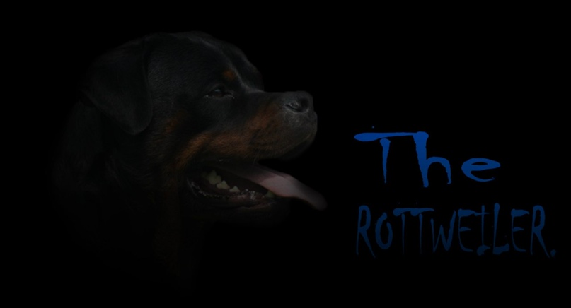 Юра Петренко | Красилов