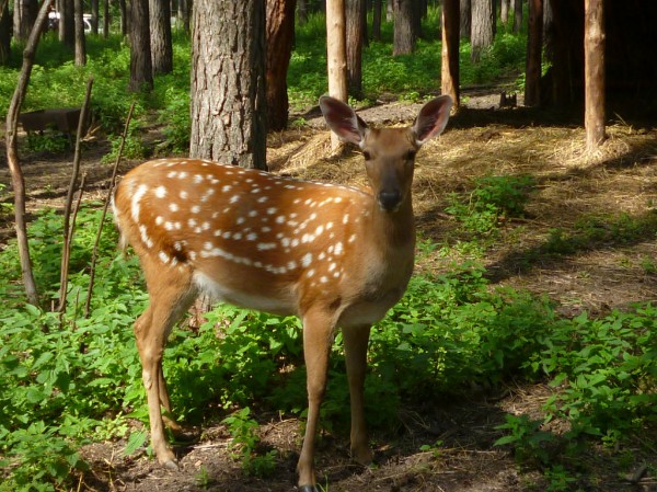Денис Баринов | Самара