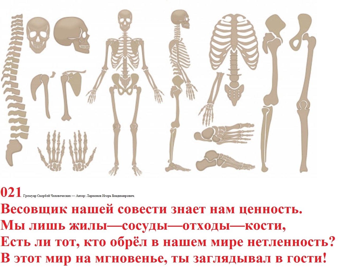 Отдельные части скелета