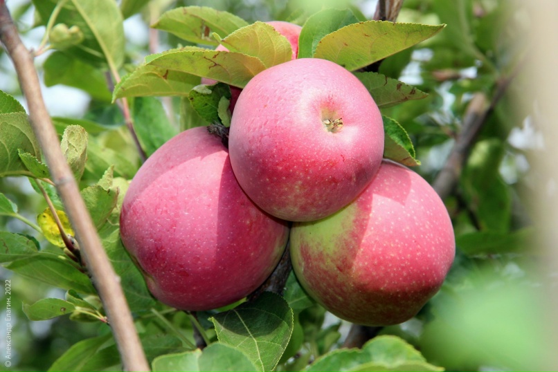 Александр Елагин | Тольятти