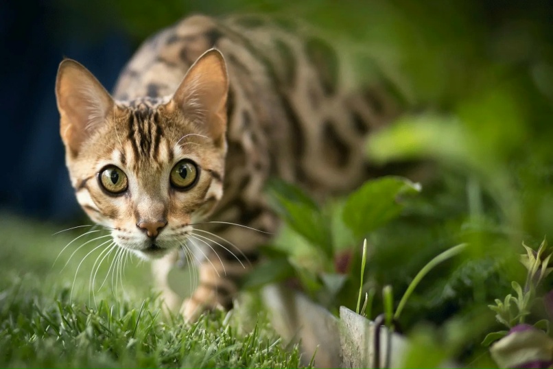 Gato magico
